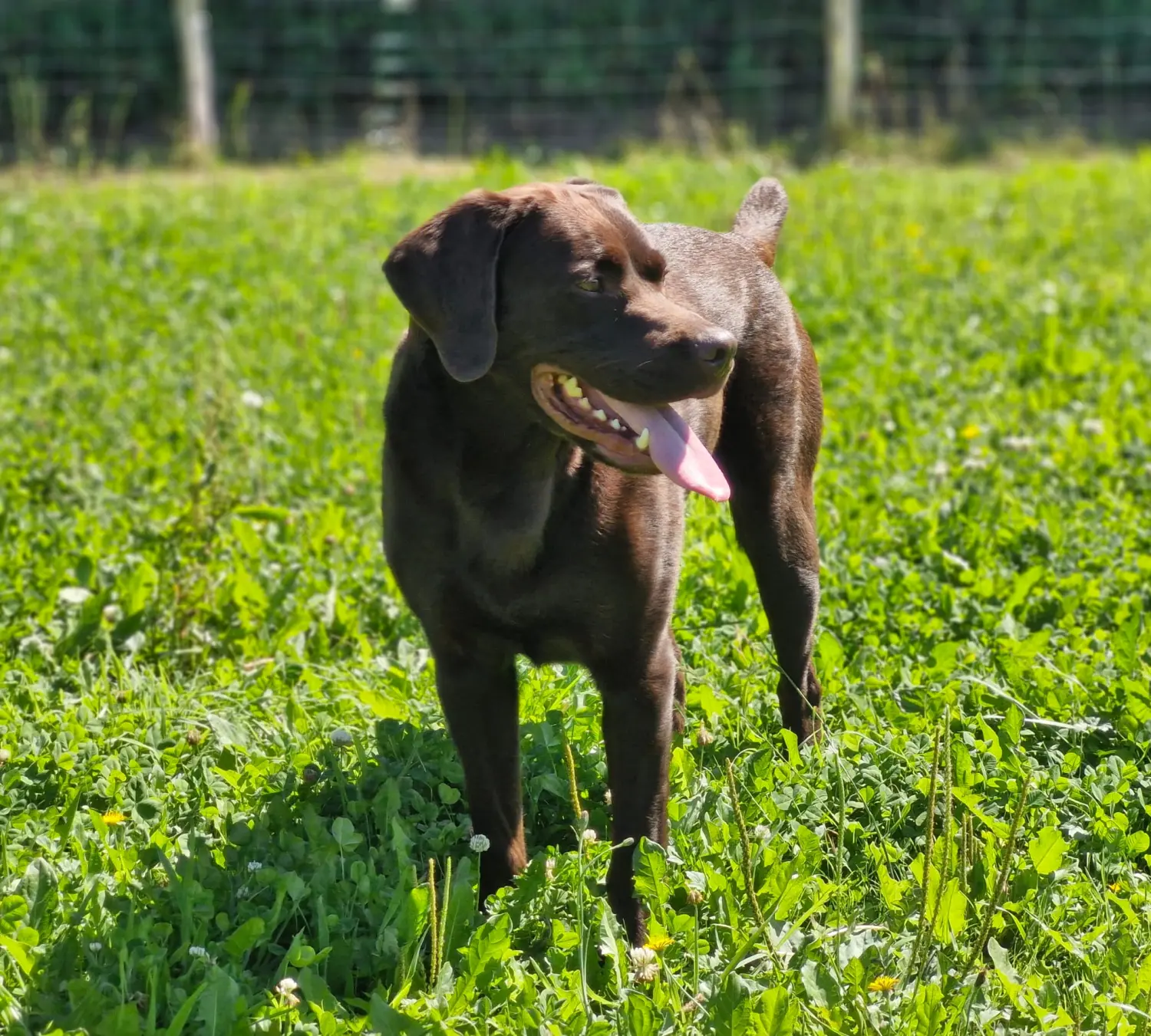 schlafender Hund von Anubias