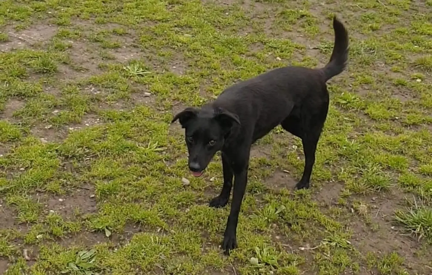 schlafender Hund von Anubias